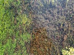 Attēlu rezultāti vaicājumam “Stuckenia filiformis bud”