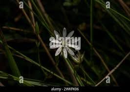 Attēlu rezultāti vaicājumam “Stellaria longifolia leaf”