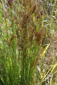 Attēlu rezultāti vaicājumam “Juncus inflexus bud”