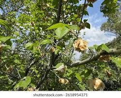 Attēlu rezultāti vaicājumam “Ulmus laevis flower”