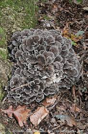 Image result for Podoscypha multizonata