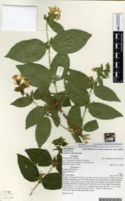 Attēlu rezultāti vaicājumam “Lonicera ferdinandii”