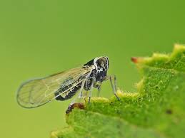 Attēlu rezultāti vaicājumam “Javesella pellucida”