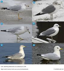 Attēlu rezultāti vaicājumam “Larus canus adult”