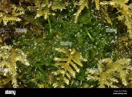 Attēlu rezultāti vaicājumam “Phaeoceros laevis subsp. carolinianus”