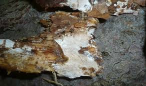 Attēlu rezultāti vaicājumam “Elmerina caryae”