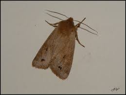 Attēlu rezultāti vaicājumam “Orthosia munda”