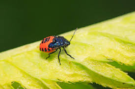 Attēlu rezultāti vaicājumam “Zicrona caerulea”