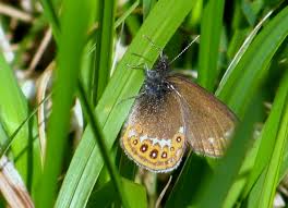 Attēlu rezultāti vaicājumam “Coenonympha hero underside”