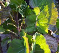 Image result for Taunton Deane