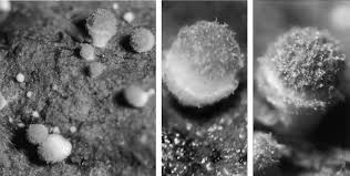 Attēlu rezultāti vaicājumam “Didymium melanospermum sessile”