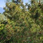 Attēlu rezultāti vaicājumam “Pinus pumila male flower”