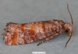 Attēlu rezultāti vaicājumam “Rhyacionia pinicolana”