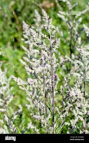 Attēlu rezultāti vaicājumam “Artemisia vulgaris flower”