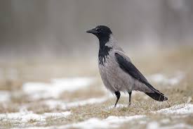 Attēlu rezultāti vaicājumam “Corvus cornix”