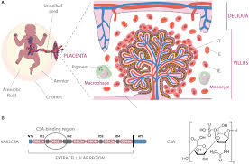 Attēlu rezultāti vaicājumam “Diderma umbilicatum plasmodium”