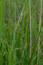 Attēlu rezultāti vaicājumam “Carex lepidocarpa leaf”