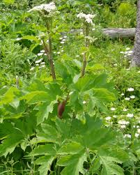 Attēlu rezultāti vaicājumam “Heracleum”