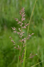 Attēlu rezultāti vaicājumam “Agrostis capillaris”