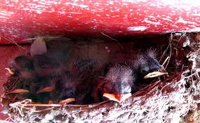Attēlu rezultāti vaicājumam “Hirundo rustica nest”