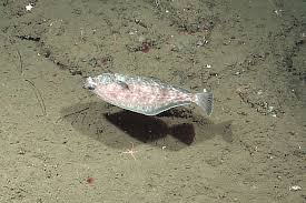 Image result for Parophrys vetulus