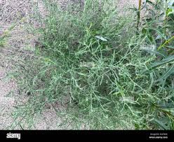 Attēlu rezultāti vaicājumam “Corispermum hyssopifolium fruit”