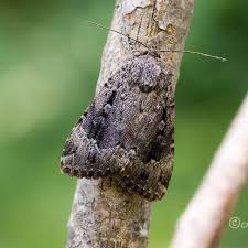 Attēlu rezultāti vaicājumam “Amphipyra”