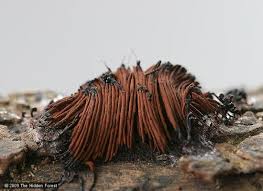 Attēlu rezultāti vaicājumam “Stemonitis splendens macro”
