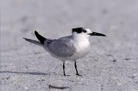 Attēlu rezultāti vaicājumam “Sterna sandvicensis”