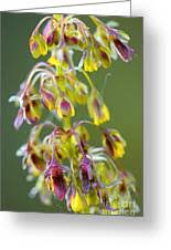 Attēlu rezultāti vaicājumam “Rumex obtusifolius flower”