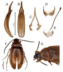 Attēlu rezultāti vaicājumam “Isomira murina”