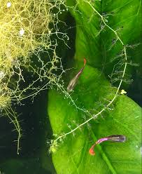 Attēlu rezultāti vaicājumam “Utricularia minor leaf”