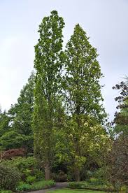 Image result for Arboretum Trompenburg
