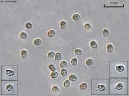 Attēlu rezultāti vaicājumam “Trechispora mollusca”