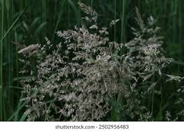 Attēlu rezultāti vaicājumam “Holcus lanatus  flower”