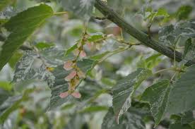 Attēlu rezultāti vaicājumam “Acer rufinerve fruit”