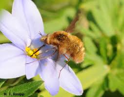 Attēlu rezultāti vaicājumam “Bombyliidae”
