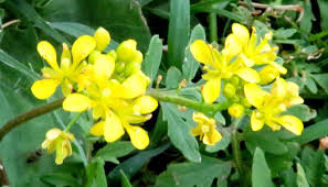 Attēlu rezultāti vaicājumam “Rorippa palustris leaf”