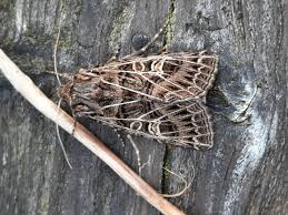 Attēlu rezultāti vaicājumam “Tholera decimalis male”