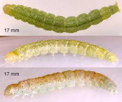 Attēlu rezultāti vaicājumam “Agonopterix ocellana”