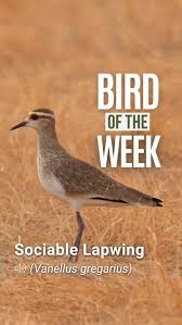Image result for Vanellus gregarius