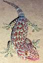 Tokay Gecko | Animal Pictures and Facts | FactZoo.