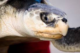 Image result for Lepidochelys kempii