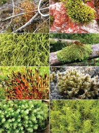 Attēlu rezultāti vaicājumam “Straminergon stramineum”