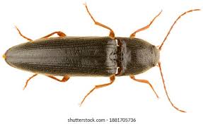 Attēlu rezultāti vaicājumam “Elateridae”