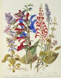 Attēlu rezultāti vaicājumam “Labiatae”