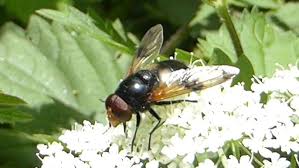 Attēlu rezultāti vaicājumam “Volucella pellucens”