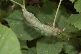 Attēlu rezultāti vaicājumam “Diastrophus rubi”