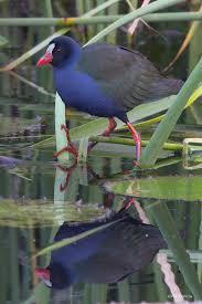 Image result for Porphyrio alleni