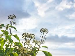 Attēlu rezultāti vaicājumam “Hedera helix  flower”